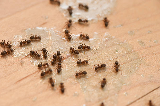 Best Best Pest Control Companies  in Marion, IN